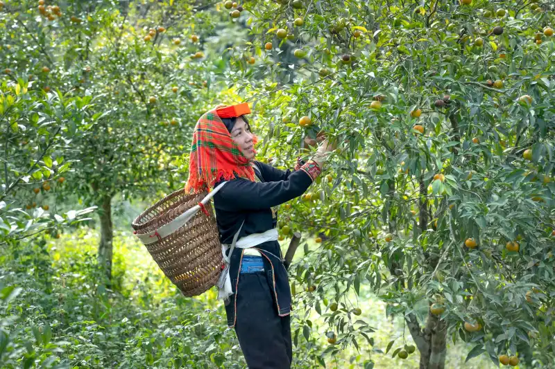 上海胜邦房产经纪二手房交易流程与时间节点全解析